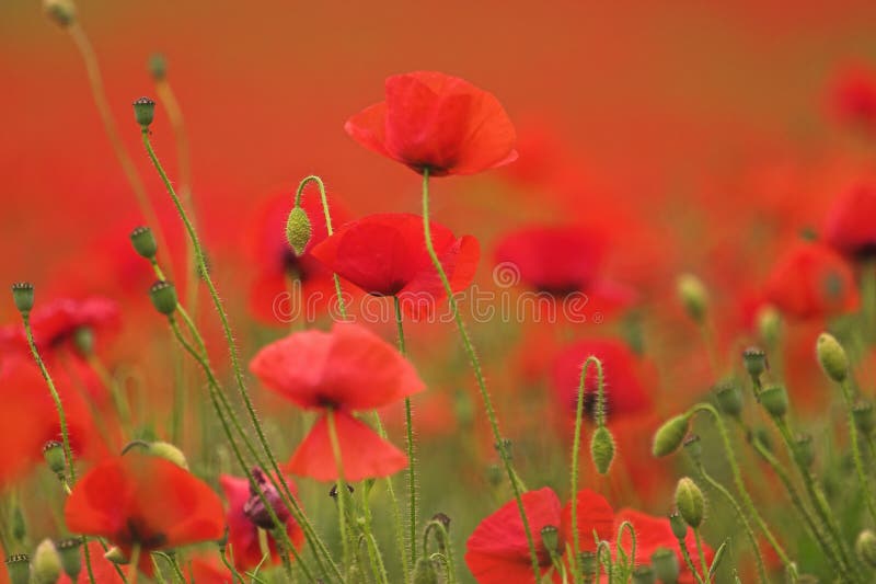 Papavers Papavers