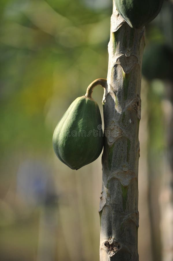 Papaya