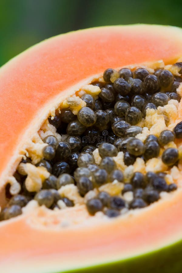 Papaya leaf stock photo. Image of rebirth, papaya, green 7810344