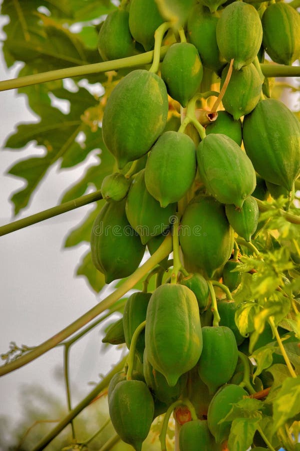 Baby Papayas Stock Photos Free & RoyaltyFree Stock Photos from