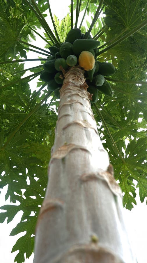 Papaya-Baum Von Unten Gesehen Stockbild - Bild von reif, blätter: 263438301