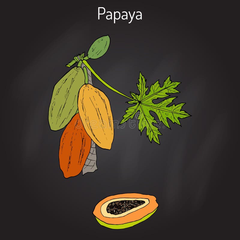 Papaya Carica papaya , or papaw, pawpaw, tropical fruit tree. 