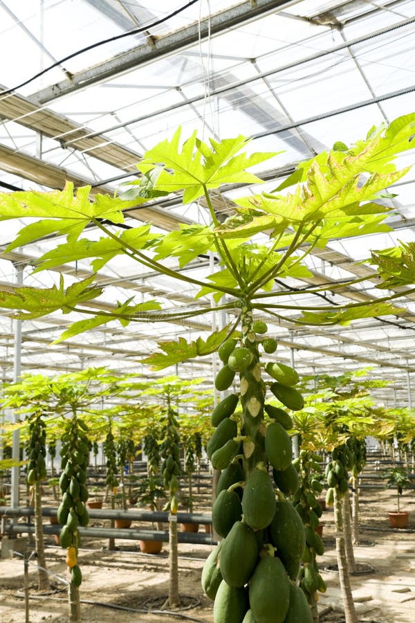 Papaya Cultivation in Greenhouses. Stock Image Image of healthy