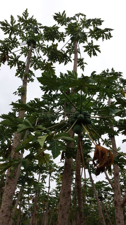 Papaya Farm with Watering Sysytem Stock Photo Image of farm, carica