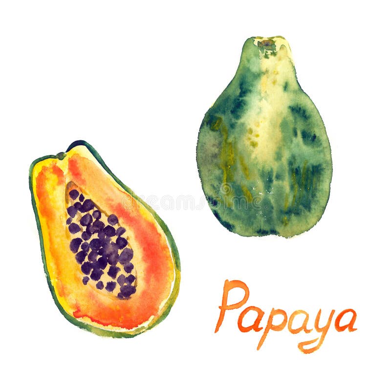 Papaya fruit Carica papaya, half slice with inscription hand painted watercolor royalty free illustration Papaya fruit Carica papaya, half slice with inscription hand painted watercolor royalty free illustration