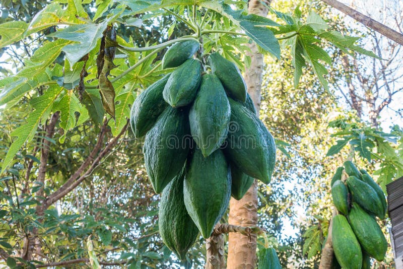 Papaya Fruit Green Raw Full Stock Photo Image of diet, asia 101530604