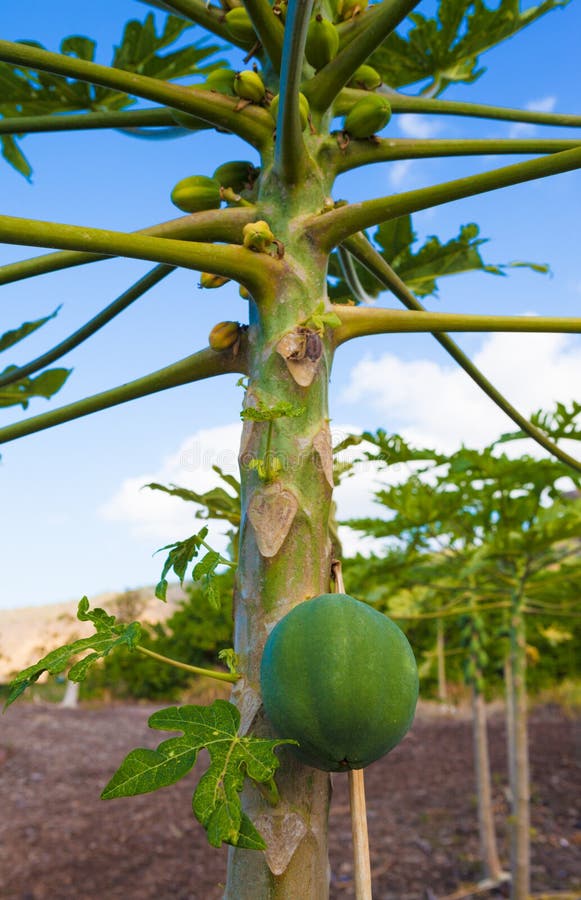 Papaya fruit stock photo. Image of climate, nature, harvest 65421602