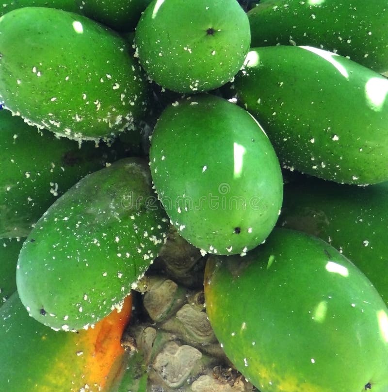 Papaya fruit parasite stock image. Image of papaya, nature 240710727