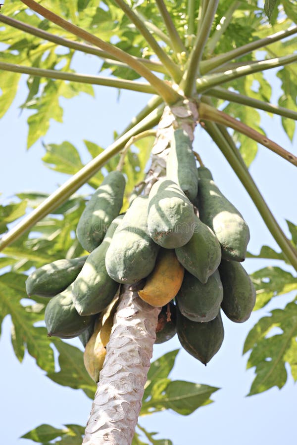 Papaya fruit on tree. stock image. Image of sweet, fruit 36675393