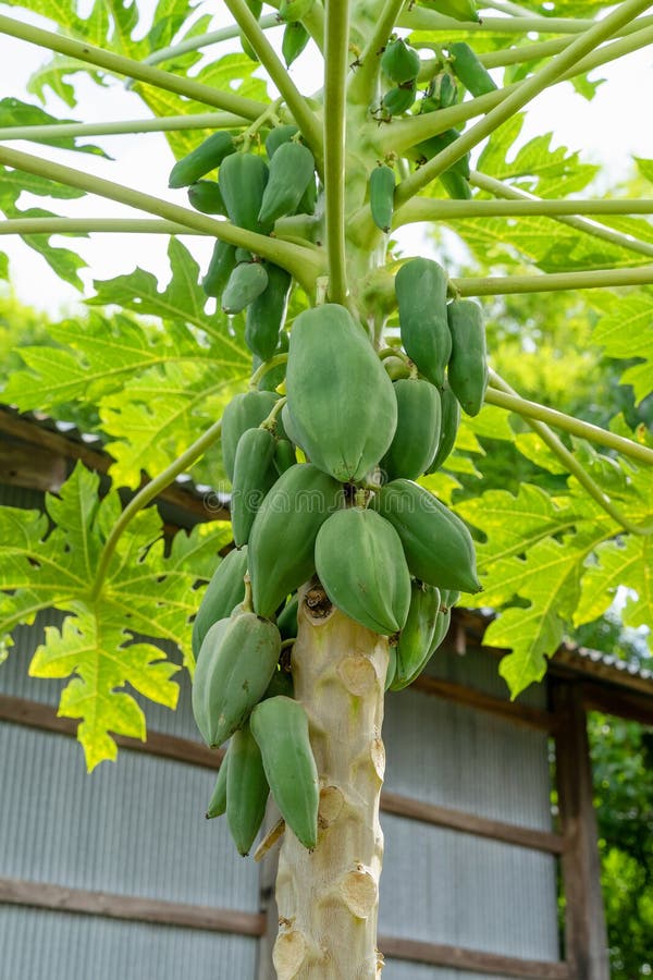 Papaya Fruit on Papaya Tree in Backyard Stock Image Image of leaf