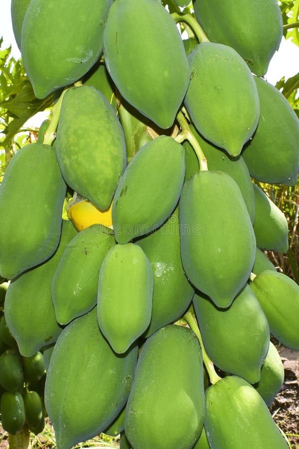 Papaya Fruit on Papaya Tree Farm Stock Photo Image of yellow, green