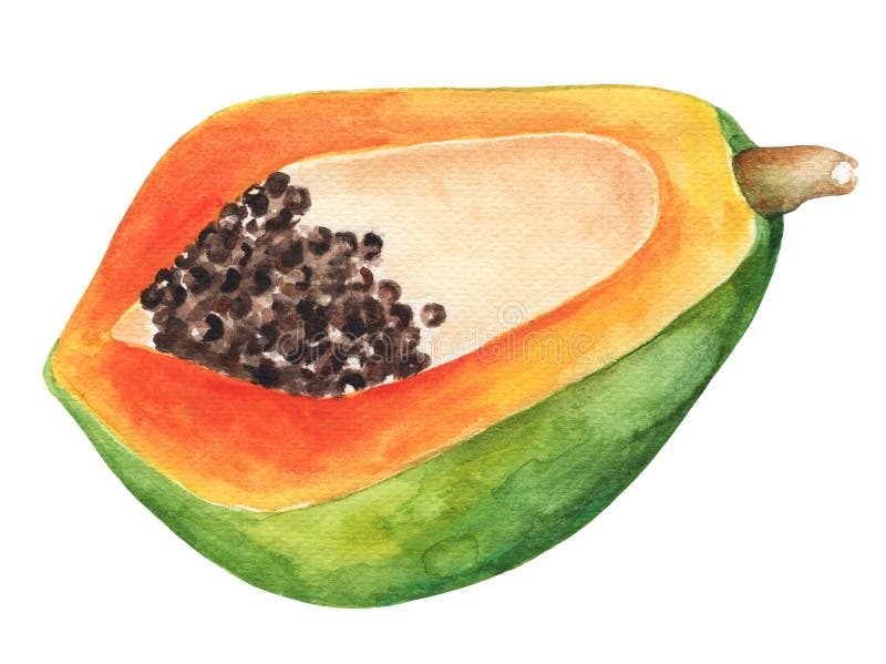 Papaya half by watercolor. Papaya watercolor illustration on white background.