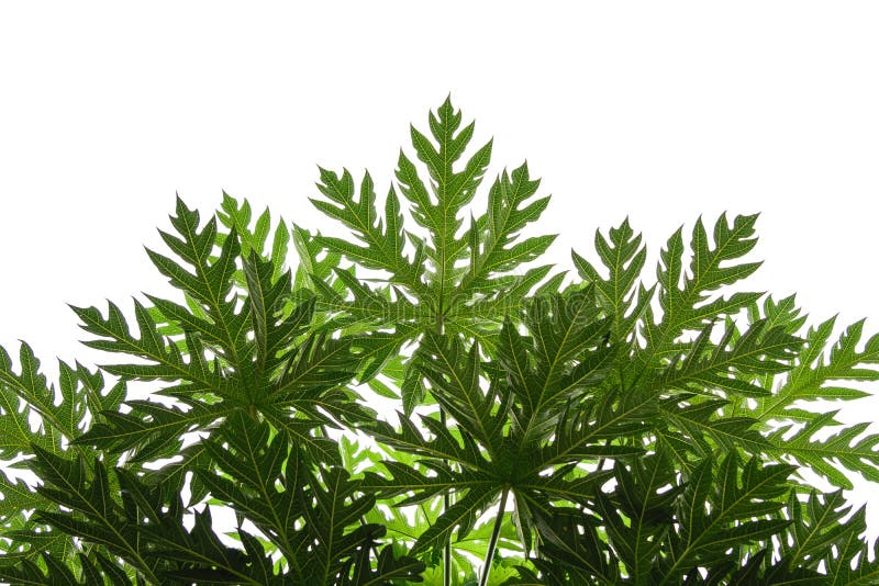 Papaya leaf on isoleted white background