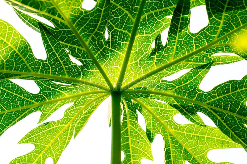 Papaya leaf stock image. Image of tropical, background 87778377