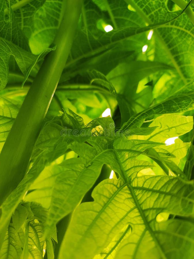 Papaya Leaves and Beautiful Green Structure Stock Image Image of