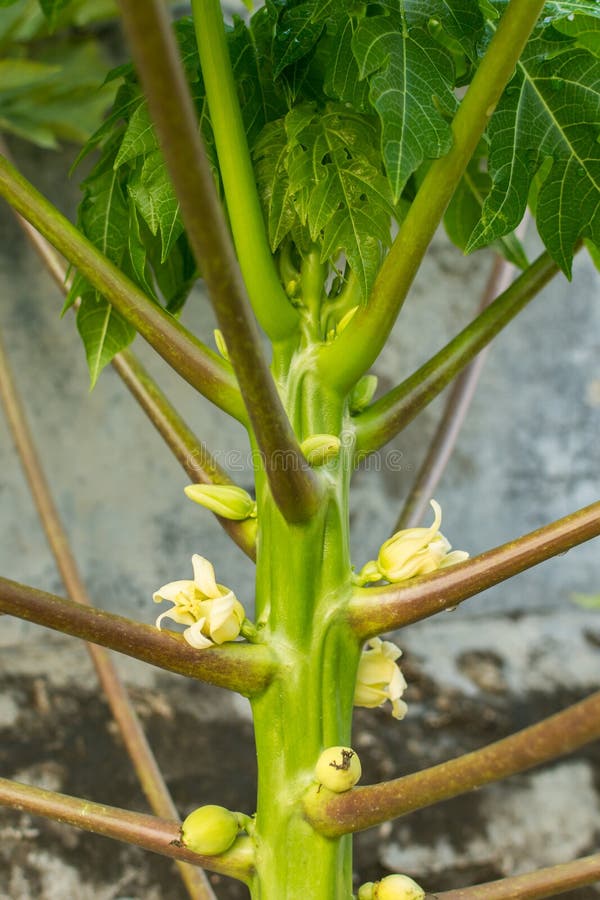 pawpaw flower pawpaw flower