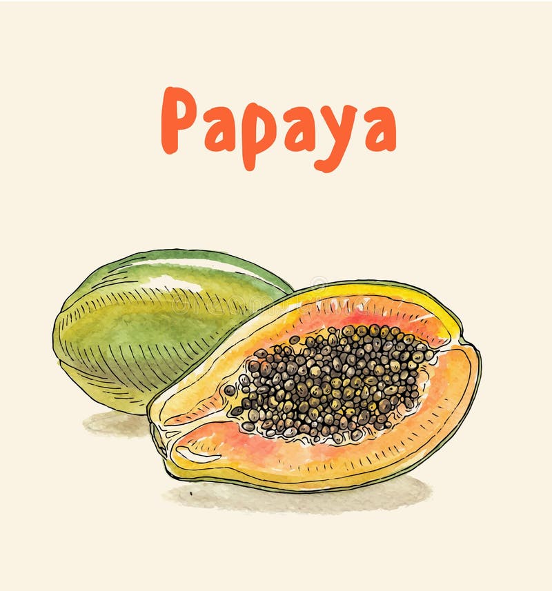 Papaya, pawpaw fruit vector picture hand drawn watercolor painting