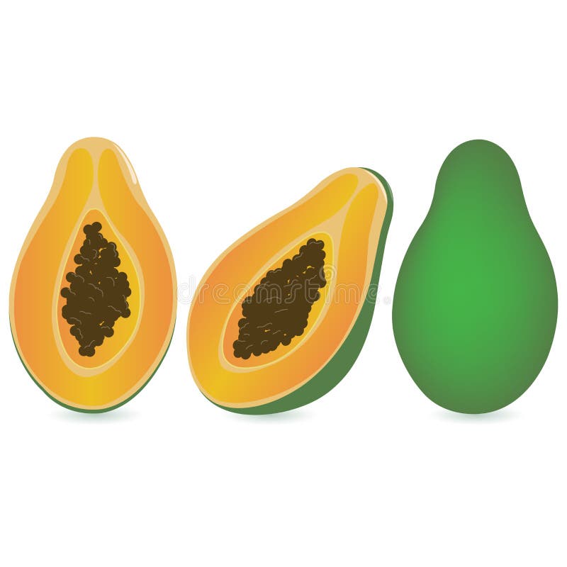 Папайя в разрезе рисунок