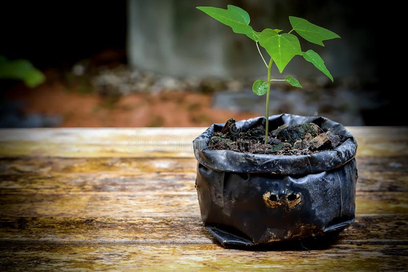 1,577 Grow Bags Stock Photos - Free & Royalty-Free Stock Photos from  Dreamstime