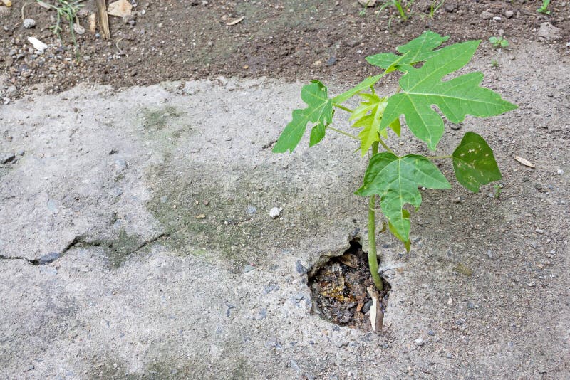 Papaya Seedlings Growing in a Garden Nursery. Stock Image Image of