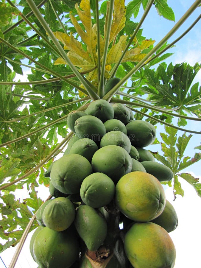 Papaya tree stock image. Image of baby, young, garden 29181295