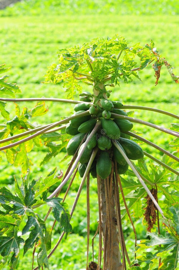 Papaya tree stock image. Image of baby, young, garden 29181295