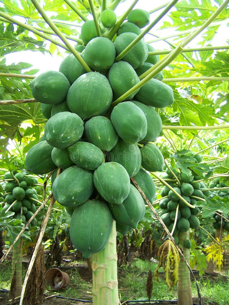 3,689 Papaya Tree Fruits Stock Photos Free & RoyaltyFree Stock