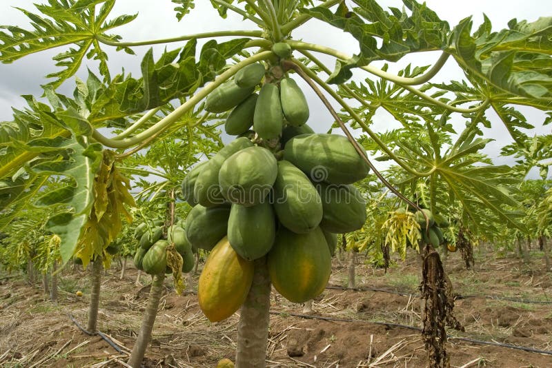 Papaya tree royalty free stock image
