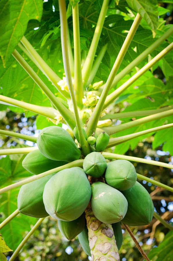 Papaya tree with bunch of fruits royalty free stock photography