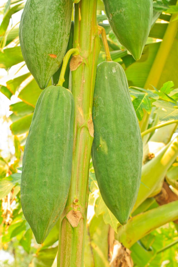 Papaya Tree stock image. Image of large, tasty, diet 31814729
