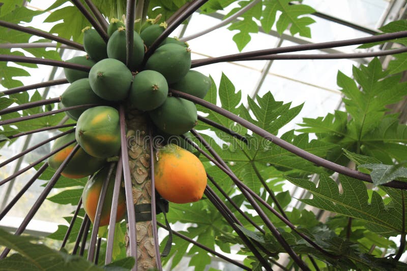 Papaya on Tree stock photo. Image of tropical, healthy 123863514