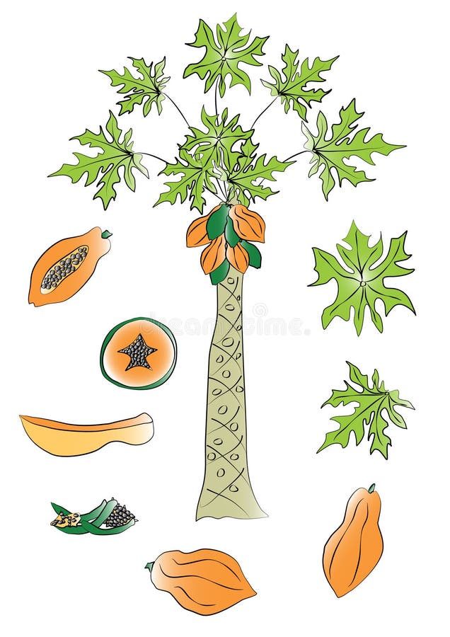 Papaya Tree Stock Illustrations – 1,310 Papaya Tree Stock Illustrations,  Vectors & Clipart - Dreamstime