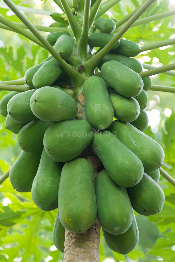 Papaya stock image. Image of garden, natural, healthy 162063307