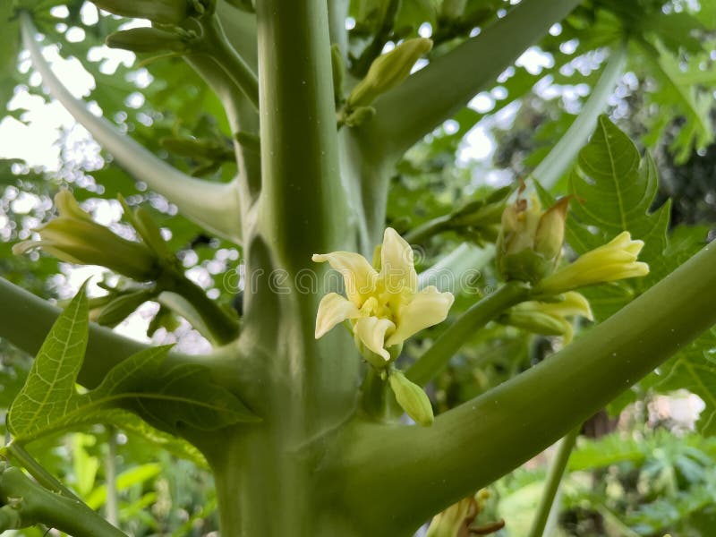 The Soft White Flowers of Papaya on the Tree. Stock Photo Image of