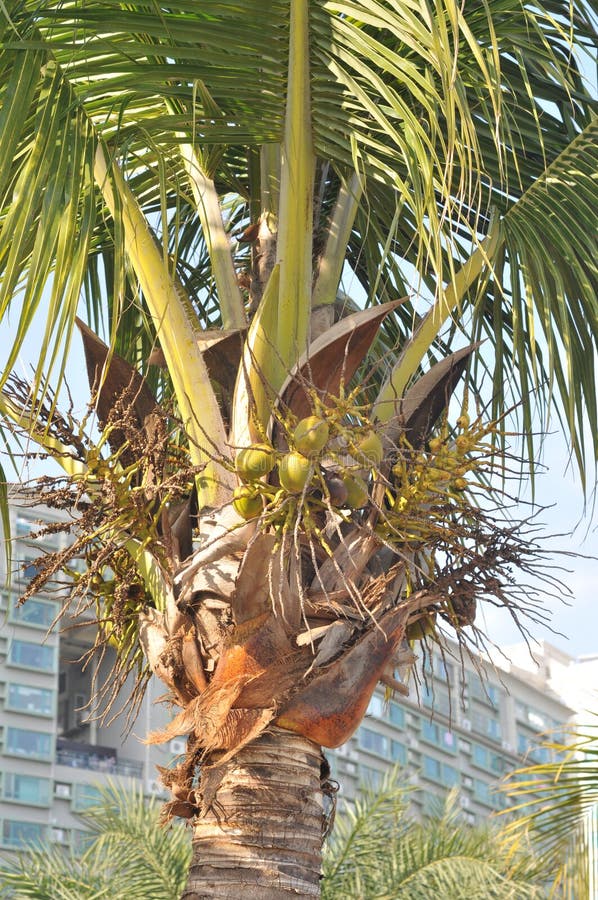Papaya tree stock image. Image of baby, young, garden 29181295