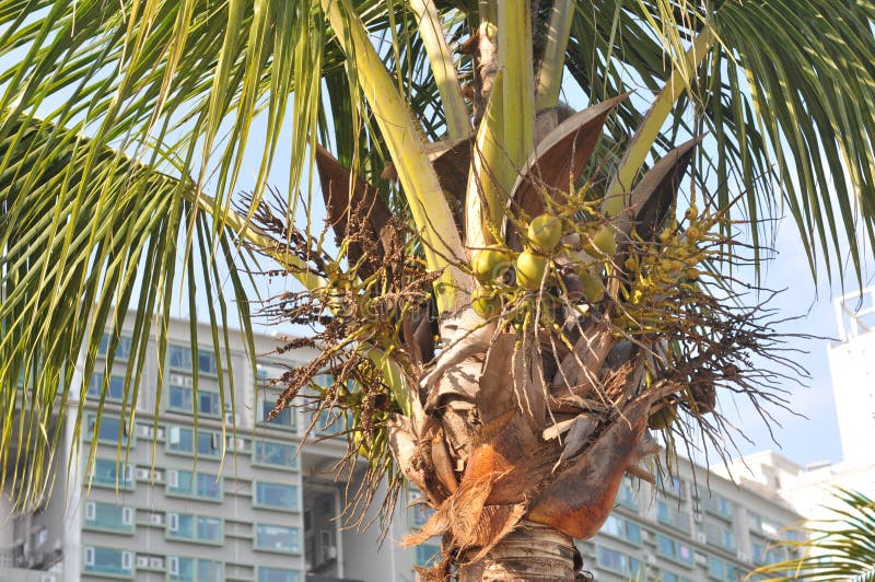 Papaya tree stock image. Image of baby, young, garden 29181295