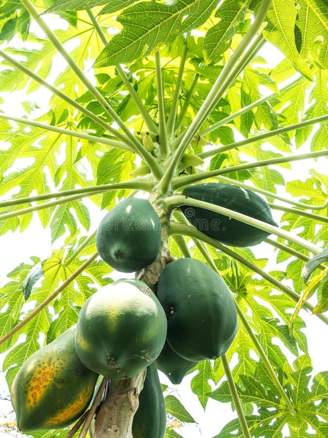 Papaya tree of sri lanka stock image. Image of nice 105616775