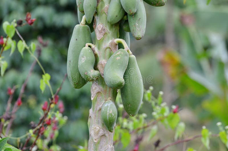 Papaya Tree Growing with Fruit Stock Image Image of climate, leaf