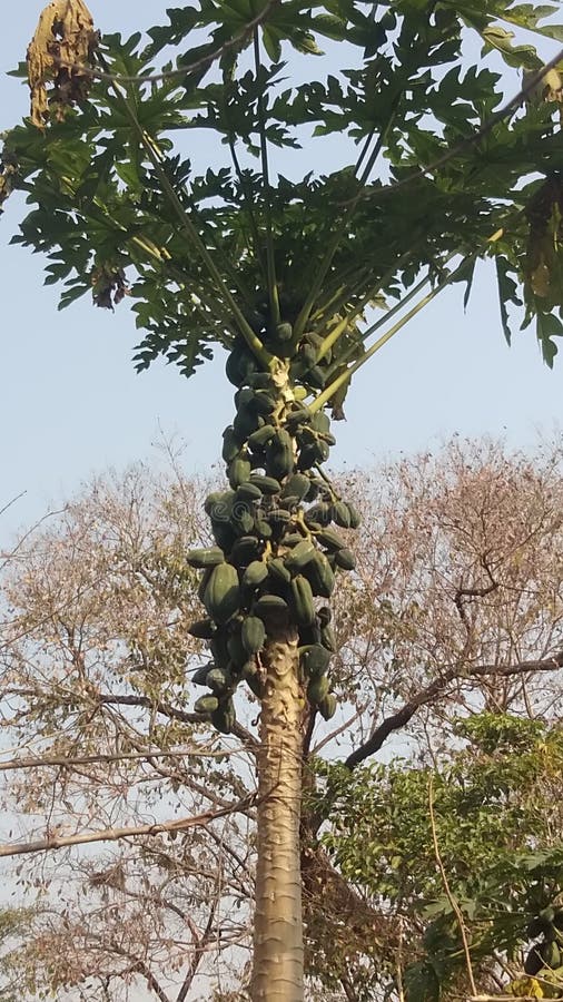 Papaya, Papaya Tree, Healthy Food, Nutrition and Nutrient Fruit Stock