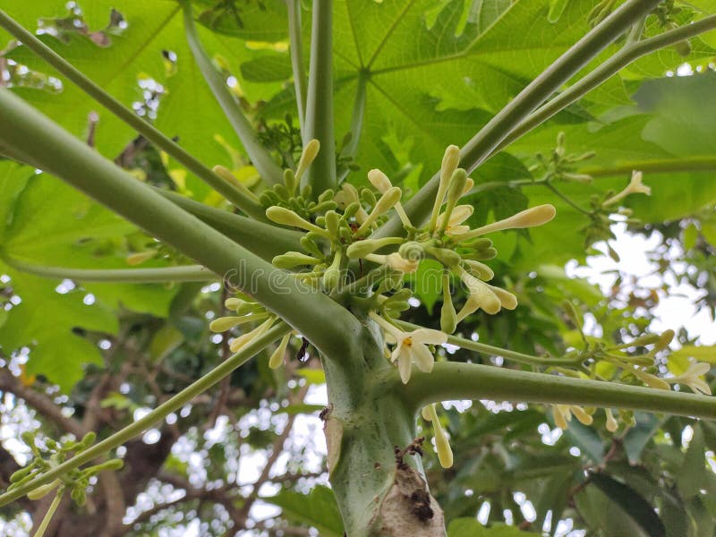 Papaya Tree that Just Released Flowers Stock Image Image of tree, branch 260168783