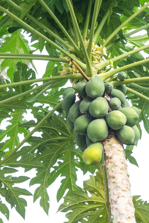 Papaya tree stock image. Image of baby, young, garden 29181295