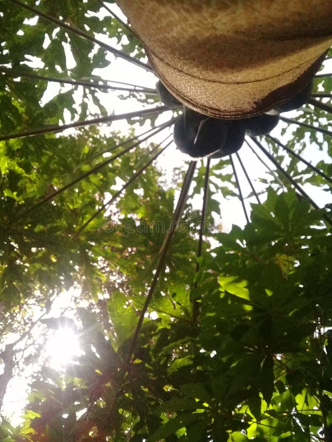 Papaya Tree Fruit is Still Green Stock Image Image of fiber, fruit