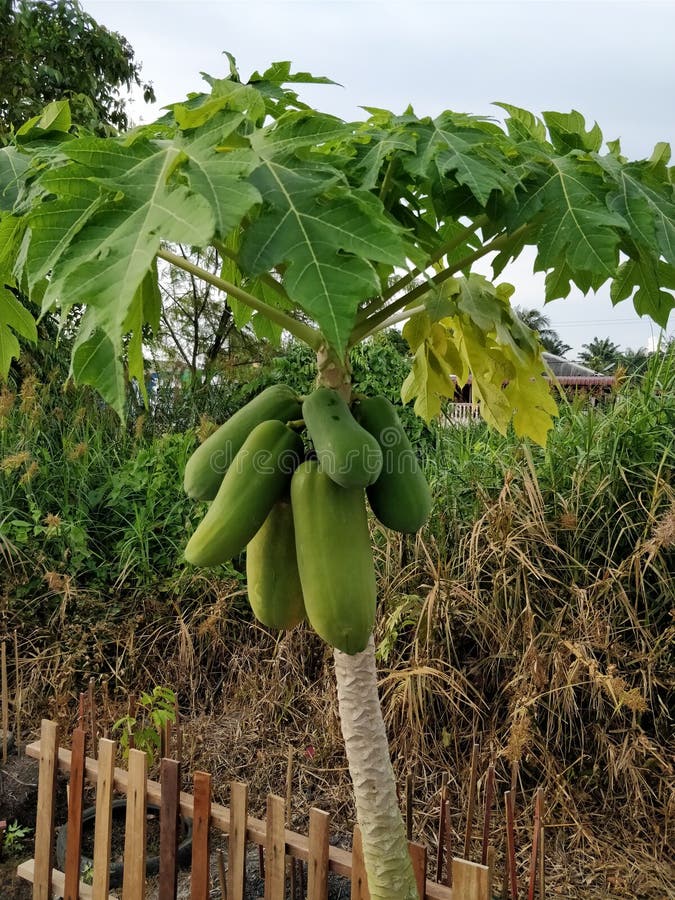Papaya tree stock photo. Image of health, malaysia, papaya 102845962