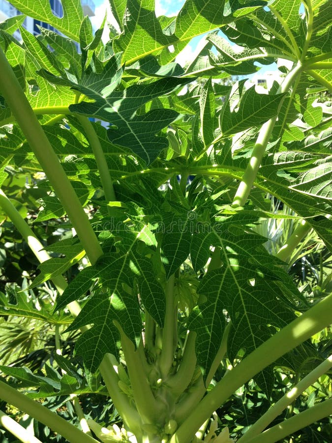 Papaya Tree at South Beach, Miami. Stock Photo Image of tree, fruit