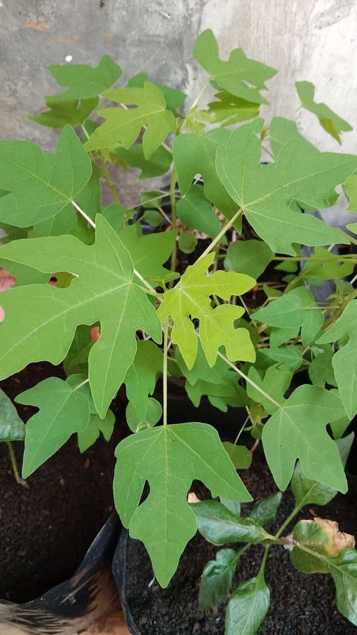 Papaya Trees are Fertile without Being Fertilized with Compost Stock ...