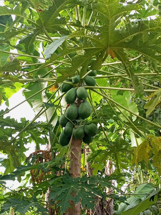 Papaya Trees are Fruitful and Green with Fruit Markings Stock Photo