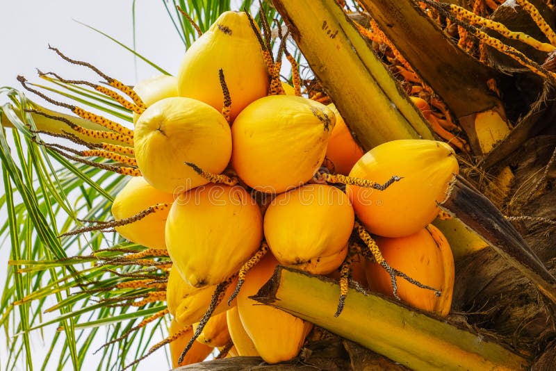 Papaya Yellow Fruits on the Papaya Tree Tropical Stock Photo - Image of ...