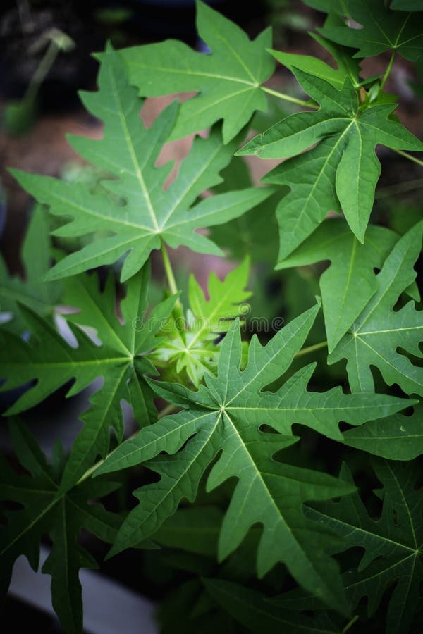 Papaya βγάζει φύλλα το ανθίζοντας νέο δέντρο στοκ εικόνες με δικαίωμα ελεύθερης χρήσης Papaya βγάζει φύλλα το ανθίζοντας νέο δέντρο στοκ εικόνες με δικαίωμα ελεύθερης χρήσης