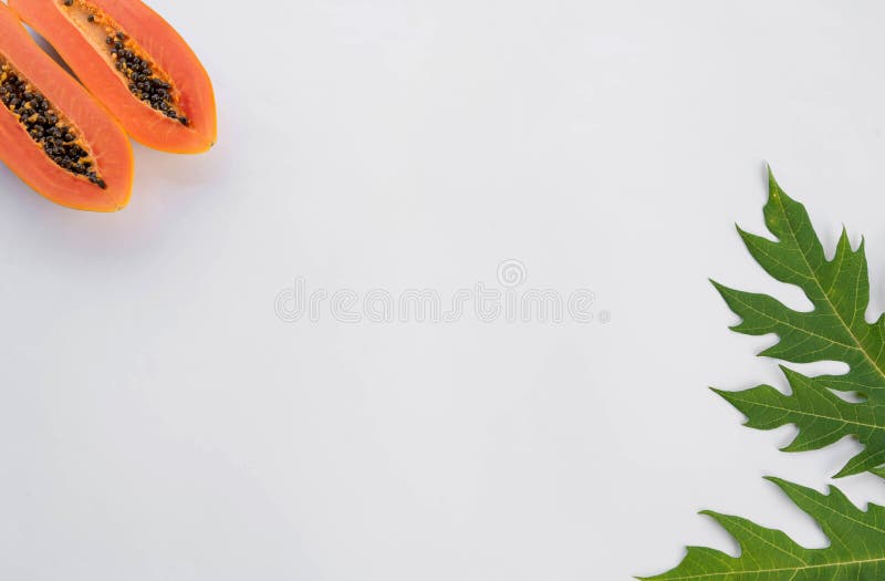 Papaya πλαίσιο κειμένων φύλλων για το κείμενό σας στοκ εικόνα Papaya πλαίσιο κειμένων φύλλων για το κείμενό σας στοκ εικόνα