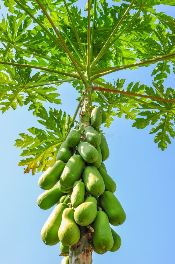 Papaya auf Baum stockfoto. Bild von zweig, stamm, betrieb 74998112